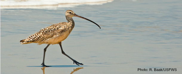 Long-billedCurlew