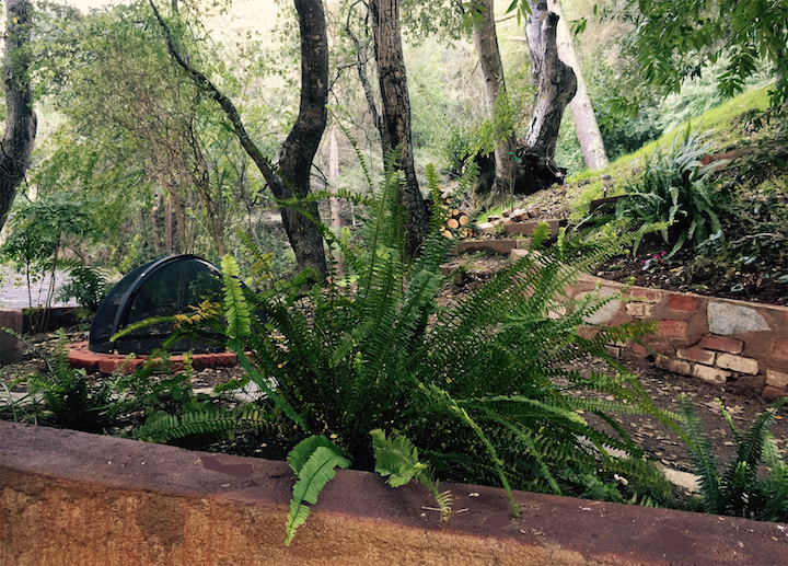 3-MoodyStudio-ferns